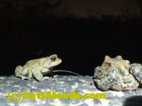 /home//u458753944/public_html/sourcegallery//////////////////////Roxborough Toad Detour/2013-2019/2017/P4110731.JPG